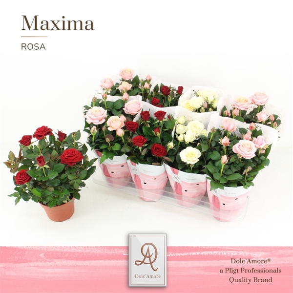 <h4>Potroos Valencia Mix P14 Dolc'Amore® Maxima</h4>