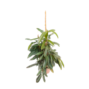 Ficus overig gemengd 3 soorten
