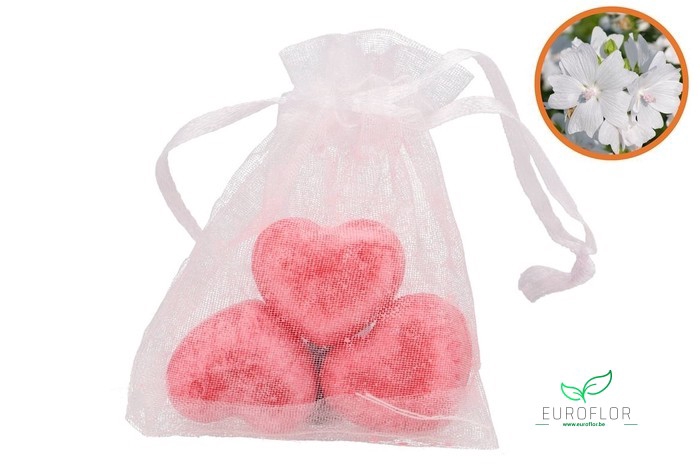 AMBER HEART MINI INVICTO 3PCS