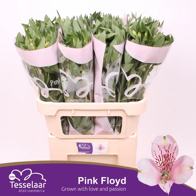 <h4>ALSTR PINK FLOYD ANGEBOT</h4>