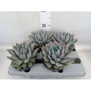 Pachyphytum  'Draco'