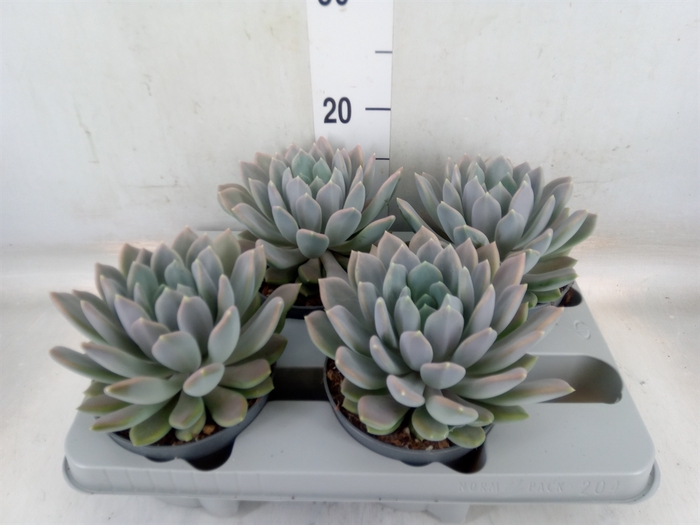 <h4>Pachyphytum  'Draco'</h4>