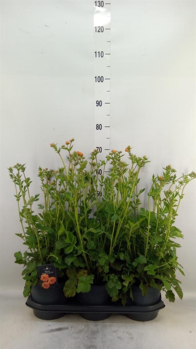 <h4>Geum chiloense</h4>