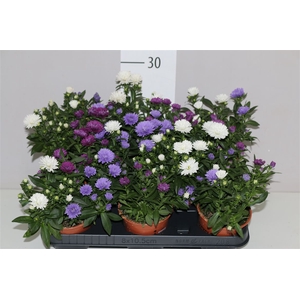 Aster Nb Victori Mix In Pot