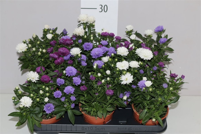 <h4>Aster Nb Victori Mix In Pot</h4>