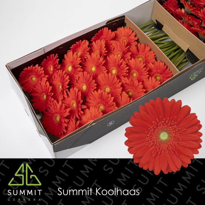 <h4>Gerbera Red Explosion Doos</h4>