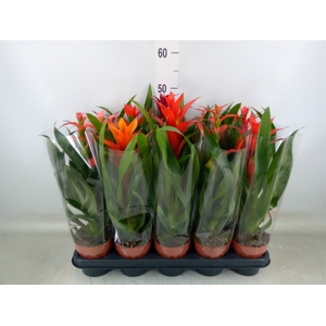 Guzmania   ...mix