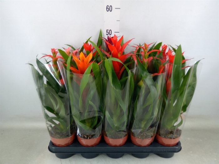 <h4>Guzmania   ...mix</h4>
