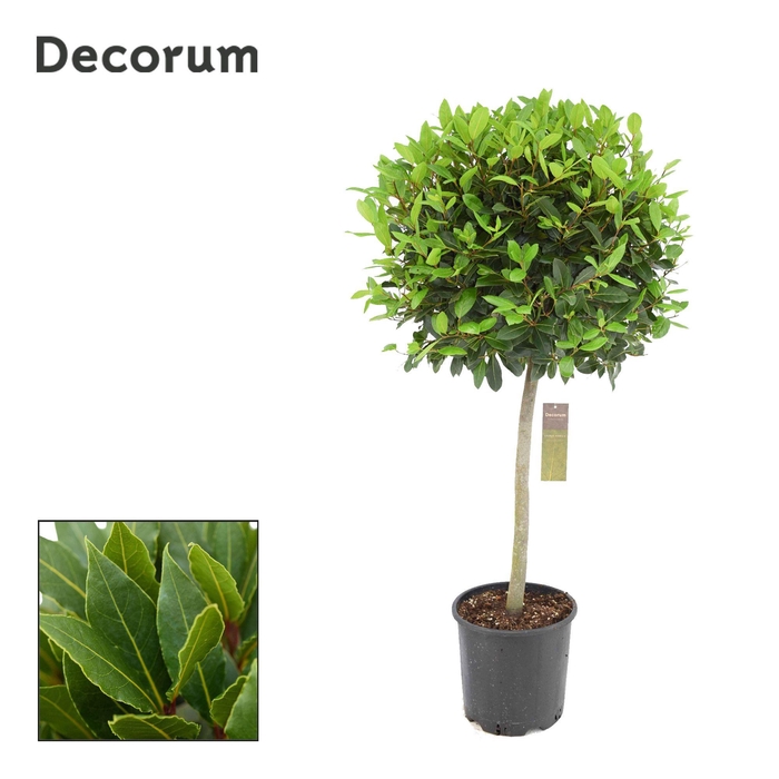 <h4>Laurus nobilis Bol op stam</h4>