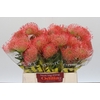 Nutans Ayoba Pink