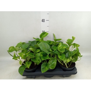 Epipremnum pinn. 'Global Green'