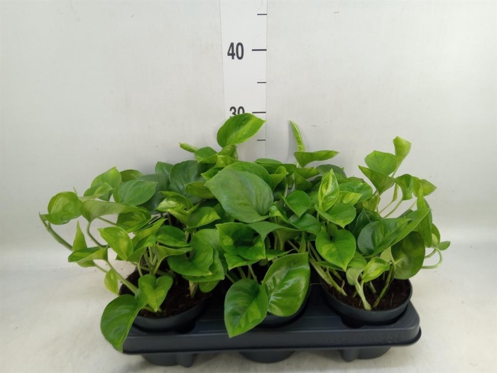 <h4>Epipremnum pinn. 'Global Green'</h4>