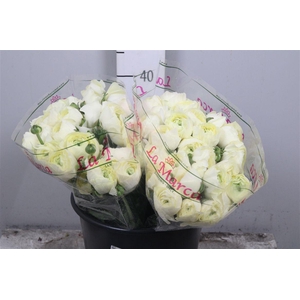 Ran Cl Su Commedia Ex