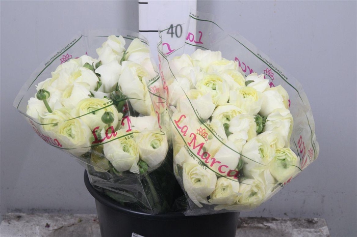 <h4>Ran Cl Su Commedia Ex</h4>