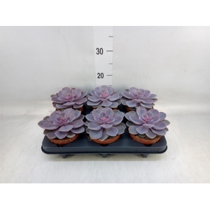 Echeveria  'Purple Pearl'
