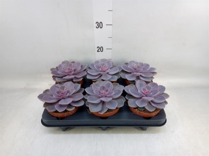 <h4>Echeveria  'Purple Pearl'</h4>
