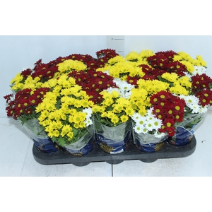 CRISANTEMO MINI CARNAVAL P11