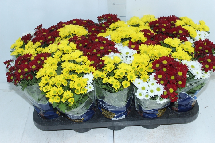 <h4>CRISANTEMO MINI CARNAVAL P11</h4>