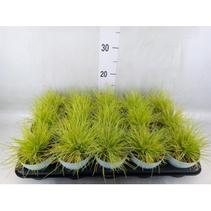 Festuca glauca 'Amigold'