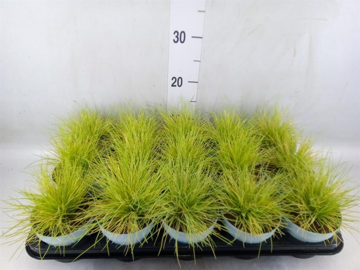 <h4>Festuca glauca 'Amigold'</h4>