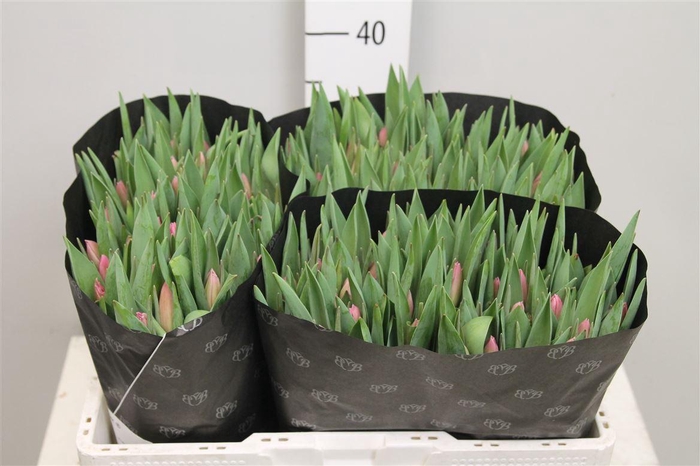 <h4>Tu En Jumbo Pink</h4>