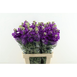 Matth Iron Purple 60cm