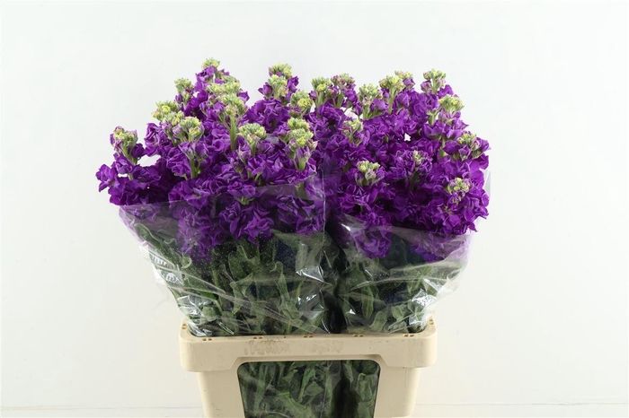 <h4>Matth Iron Purple 60cm</h4>