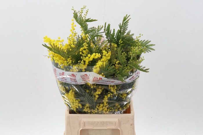 <h4>Acacia Bl Retino Bs</h4>