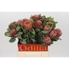 Banksia Coccinea