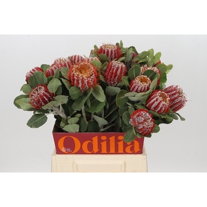 Banksia Coccinea