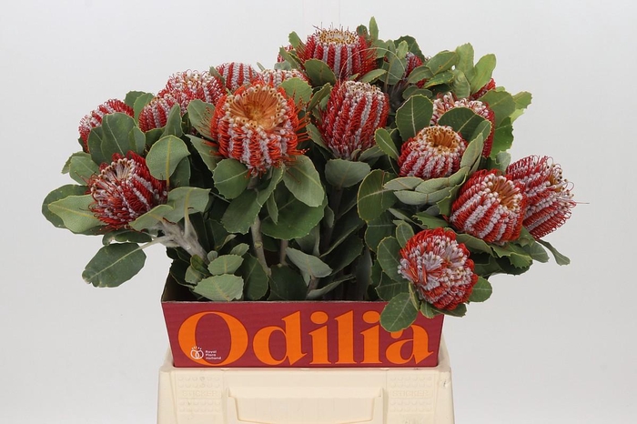 <h4>Banksia Coccinea</h4>