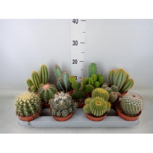 Cactus   ...mix