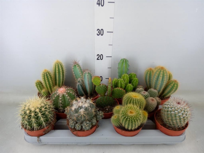 <h4>Cactus   ...mix</h4>