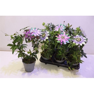 Pass Caerulea Mixtray