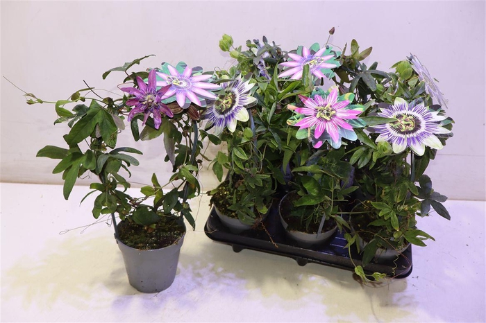 <h4>Pass Caerulea Mixtray</h4>