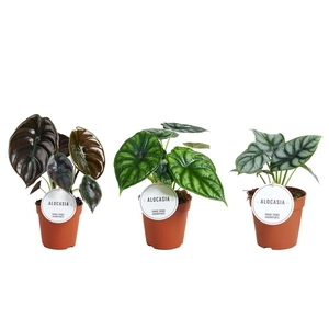 Alocasia gemengd