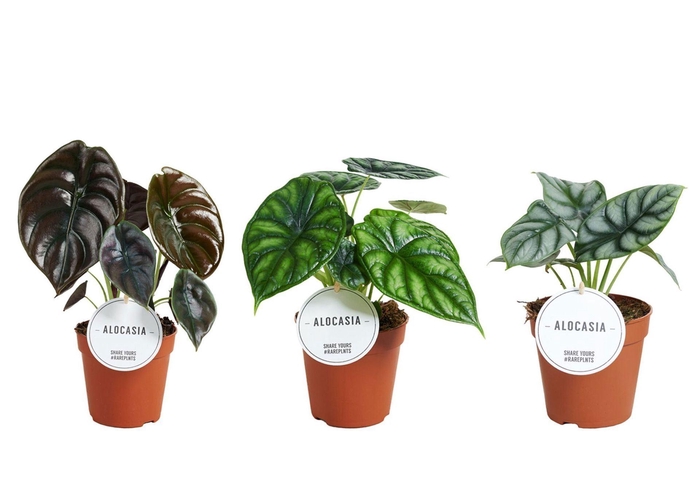 <h4>Alocasia gemengd</h4>