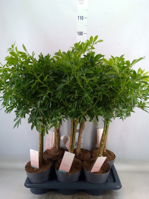 <h4>Schefflera arbor. 'Luseana'</h4>