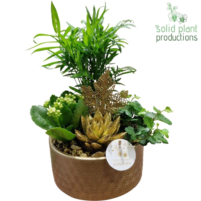 <h4>CE003 Loes Gold</h4>