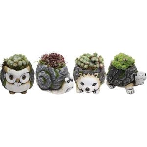 0889 DIEREN MIX SEMP X4