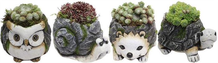 <h4>0889 DIEREN MIX SEMP X4</h4>
