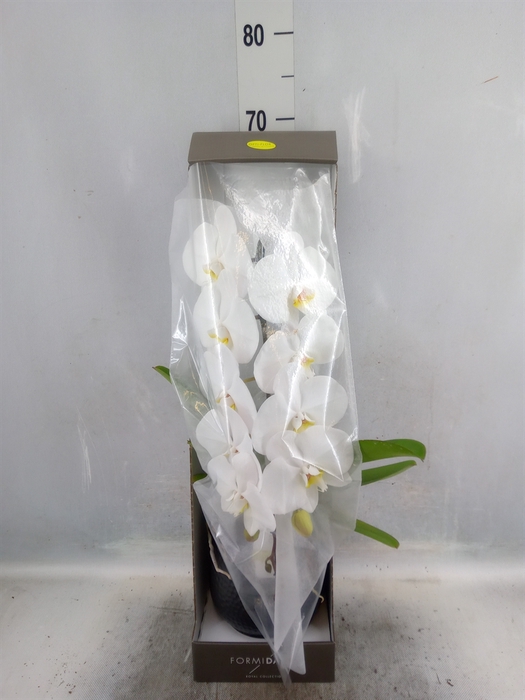 <h4>Phalaenopsis   ...white</h4>