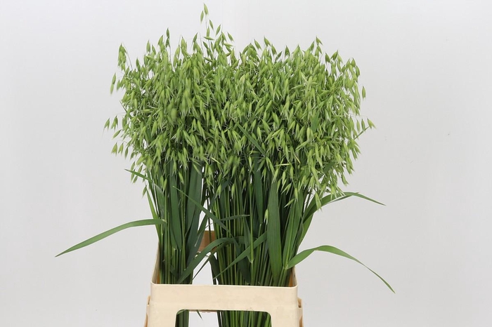 <h4>Avena sterilis</h4>
