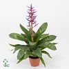 Aechmea Blue Rain 15Ø 65cm