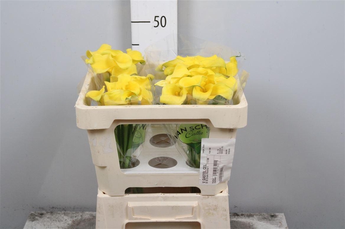 <h4>Zant Monte Carlo</h4>