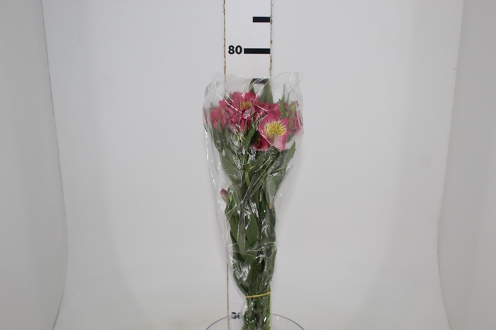 <h4>ALSTROEMERIA ALYNA 080 CM</h4>