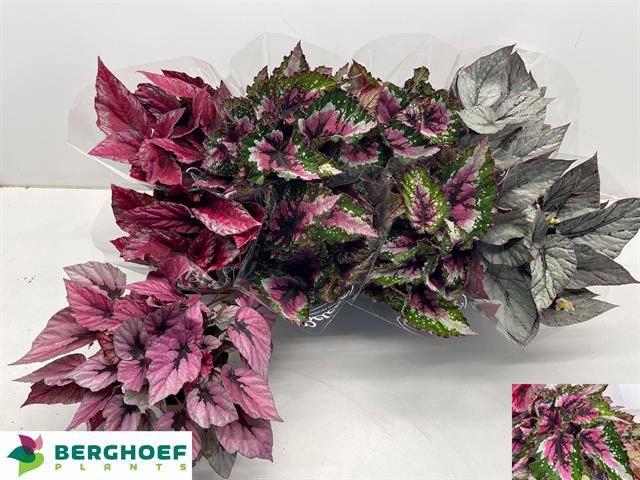 <h4>BEG BEL GEM</h4>