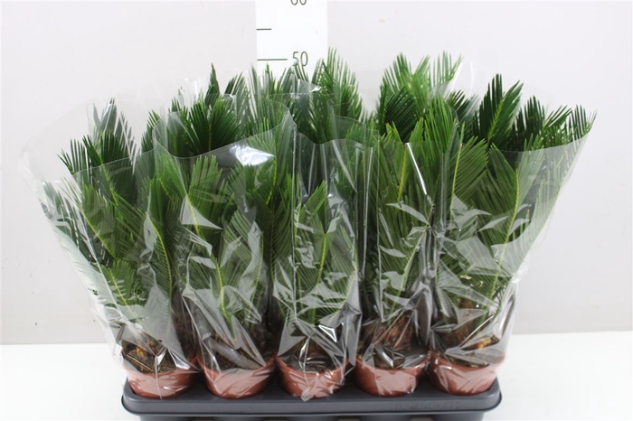 <h4>Cycas Revoluta 6+</h4>