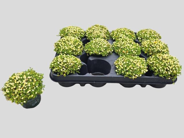 <h4>NERT GR MARLEEN</h4>