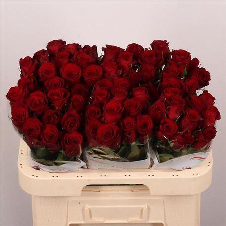<h4>R Gr Red Bentley</h4>